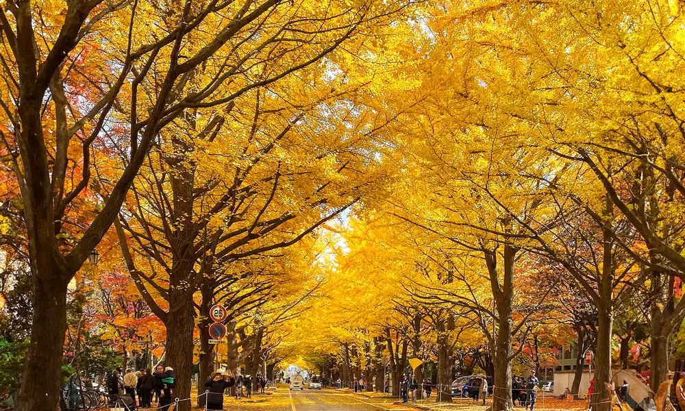 札幌から1時間で行ける秋の紅葉スポット2024