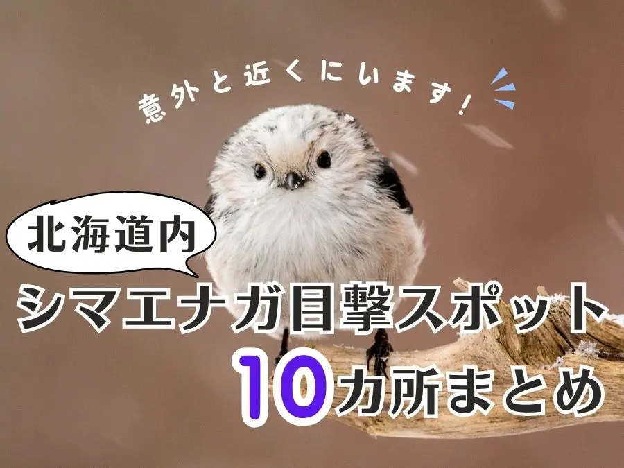 シマエナガは北海道のどこにいる？目撃情報を集めました！