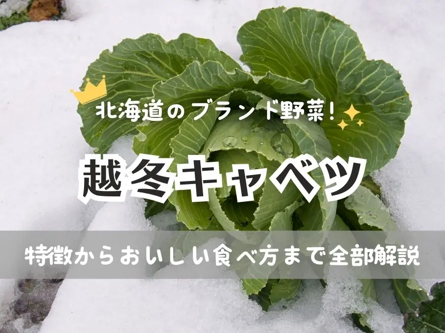 【越冬キャベツ】放置したら美味しくなっちゃった？北海道の雪が育んだ奇跡の食材