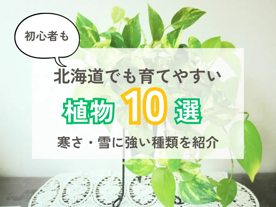 北海道でも育てやすい植物10選|寒さ・雪に強い種類と初心者向けの育て方