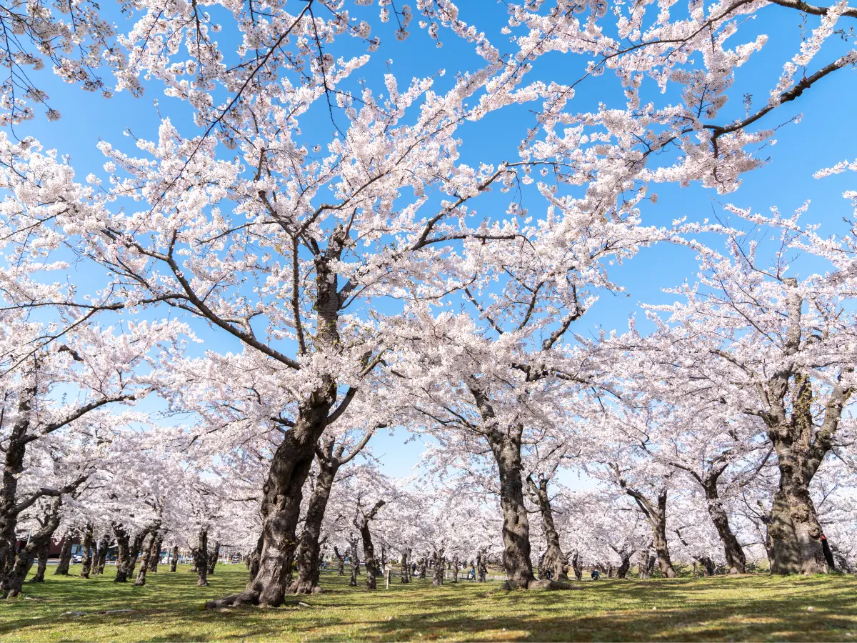 【函館周辺エリア】北海道桜の名所12選