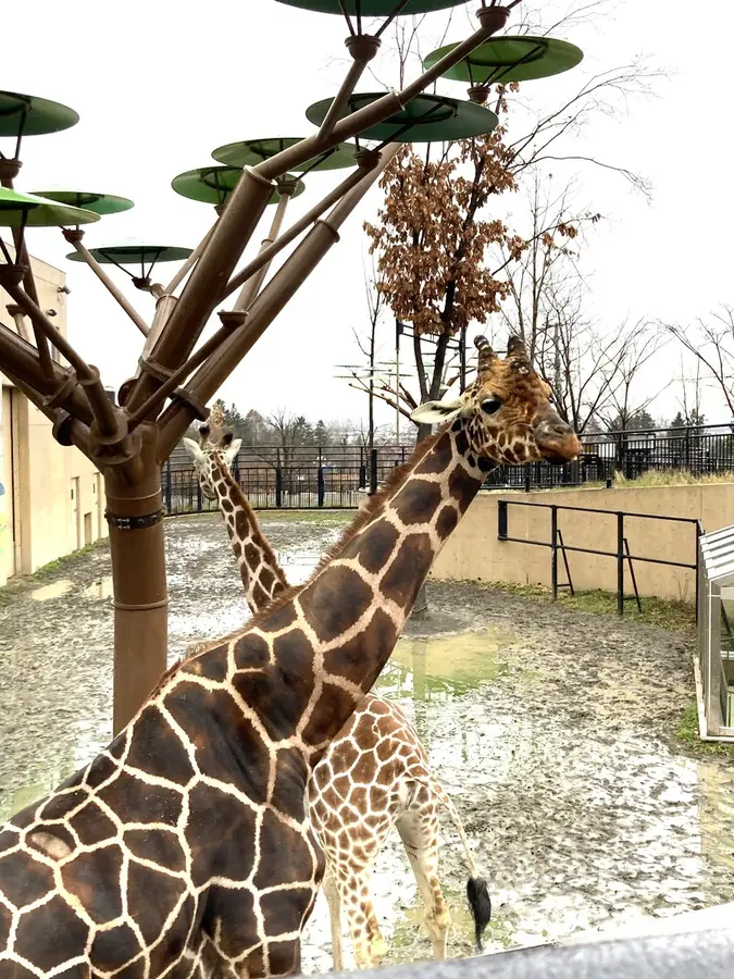 運が良ければ出会えるかも!?旭山動物園のラッキースポットと旭川のパワースポット