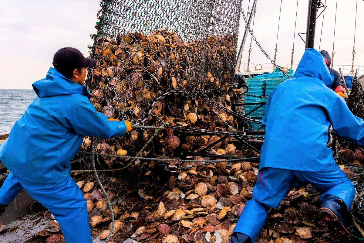 北海道の水産業をふるさと納税で応援しよう！肉厚ぷりぷりのホタテ返