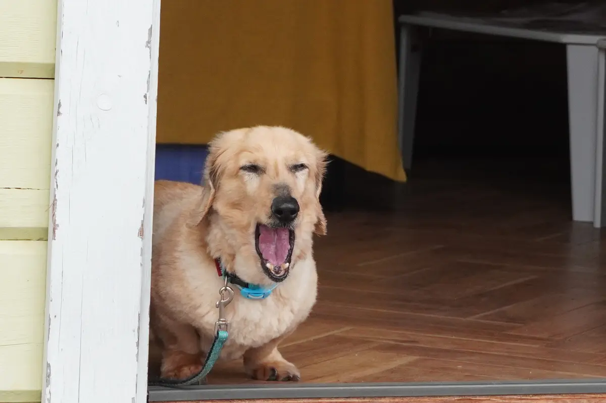 ボランティア犬・ラッキーはとてもかわいい。ゼニバコテラス「ラッキーのうた」