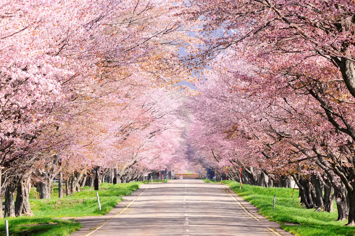 【新冠町】札幌から日帰りできるGWおすすめコース!桜の名所と巨大アートを満喫(限定クーポン付)