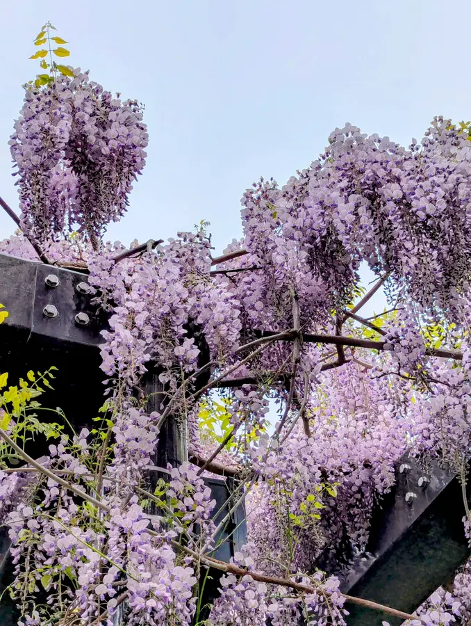 北海道最古。樹齢200年以上の「天神藤」が美しすぎる | MouLa HOKKAIDO