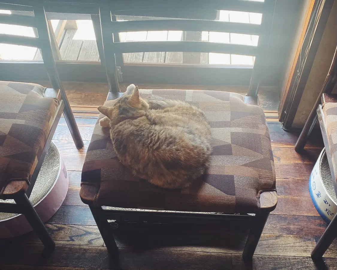 猫好きさん必見！札幌で猫に会えるとっておきのお店3選