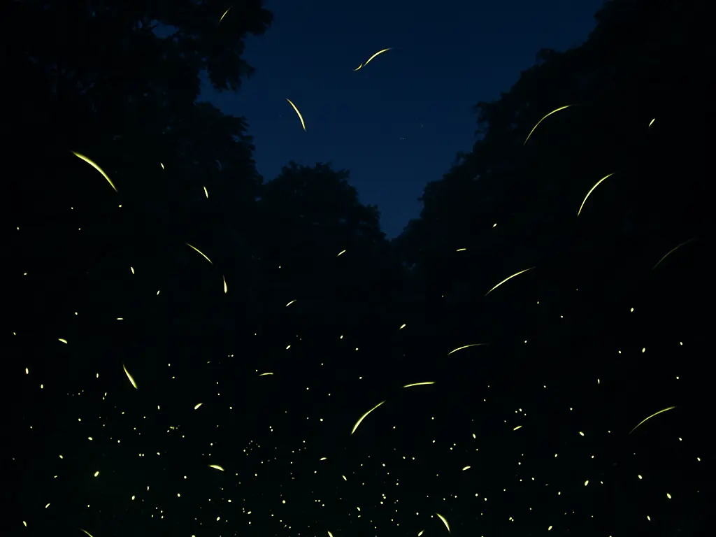 夜を照らす夏の風物詩・ホタルを見られる場所は?