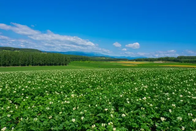 北海道の恵みで元気に!夏にぴったりの道産食材