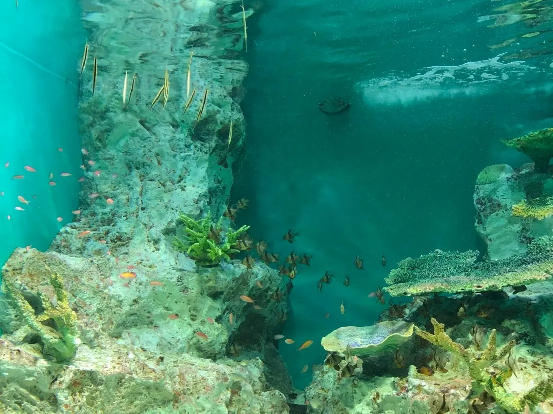 暑い夏に涼景を!北海道の魅力的な水族館