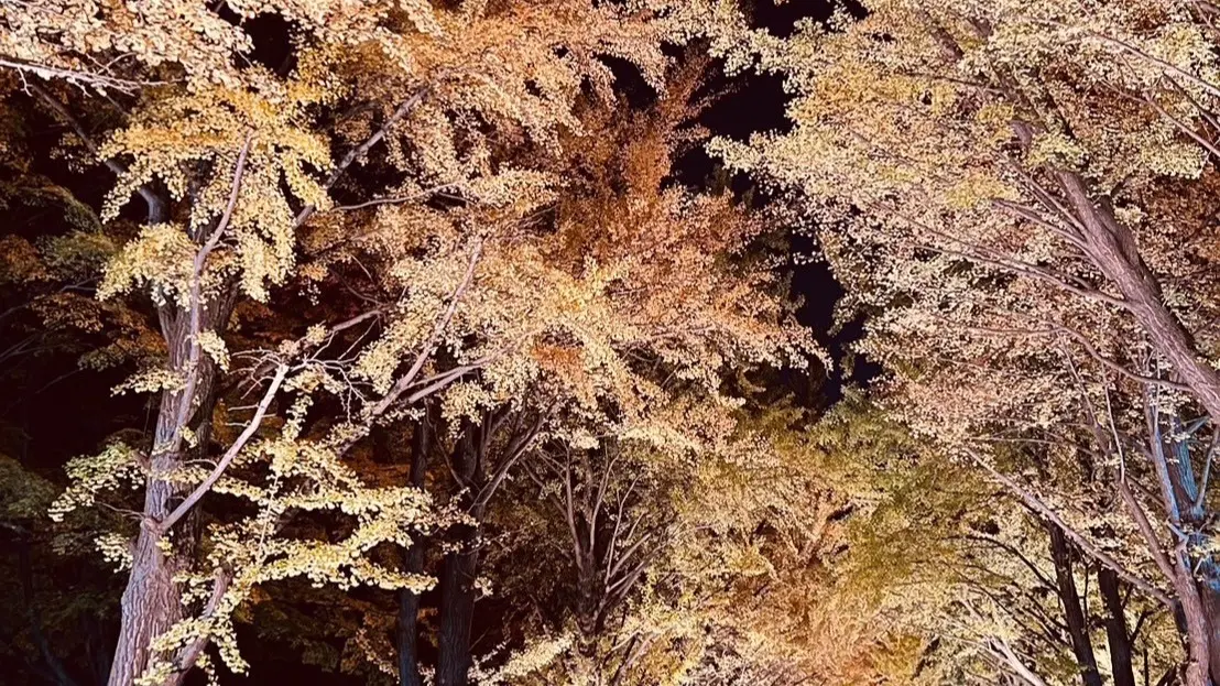 今年も開催!「北大金葉祭」で幻想的なイチョウ並木を楽しもう