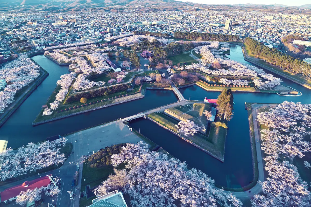 【函館】五稜郭の桜を写真で紹介｜夜桜・ライトアップから雨上がりの風景まで楽しもう！