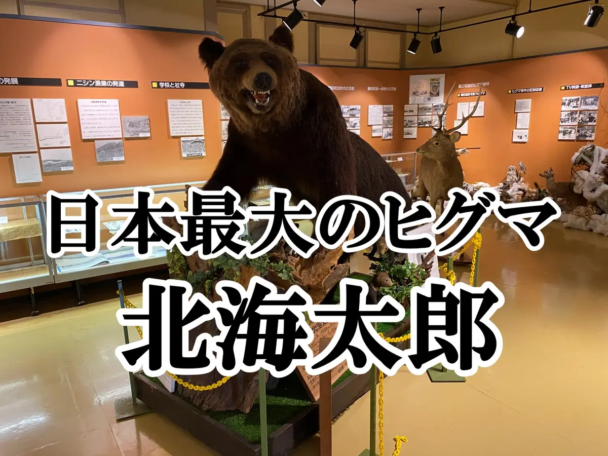 【苫前町】三毛別羆事件の資料や日本最大のヒグマのはく製を展示「苫前町郷土資料館」