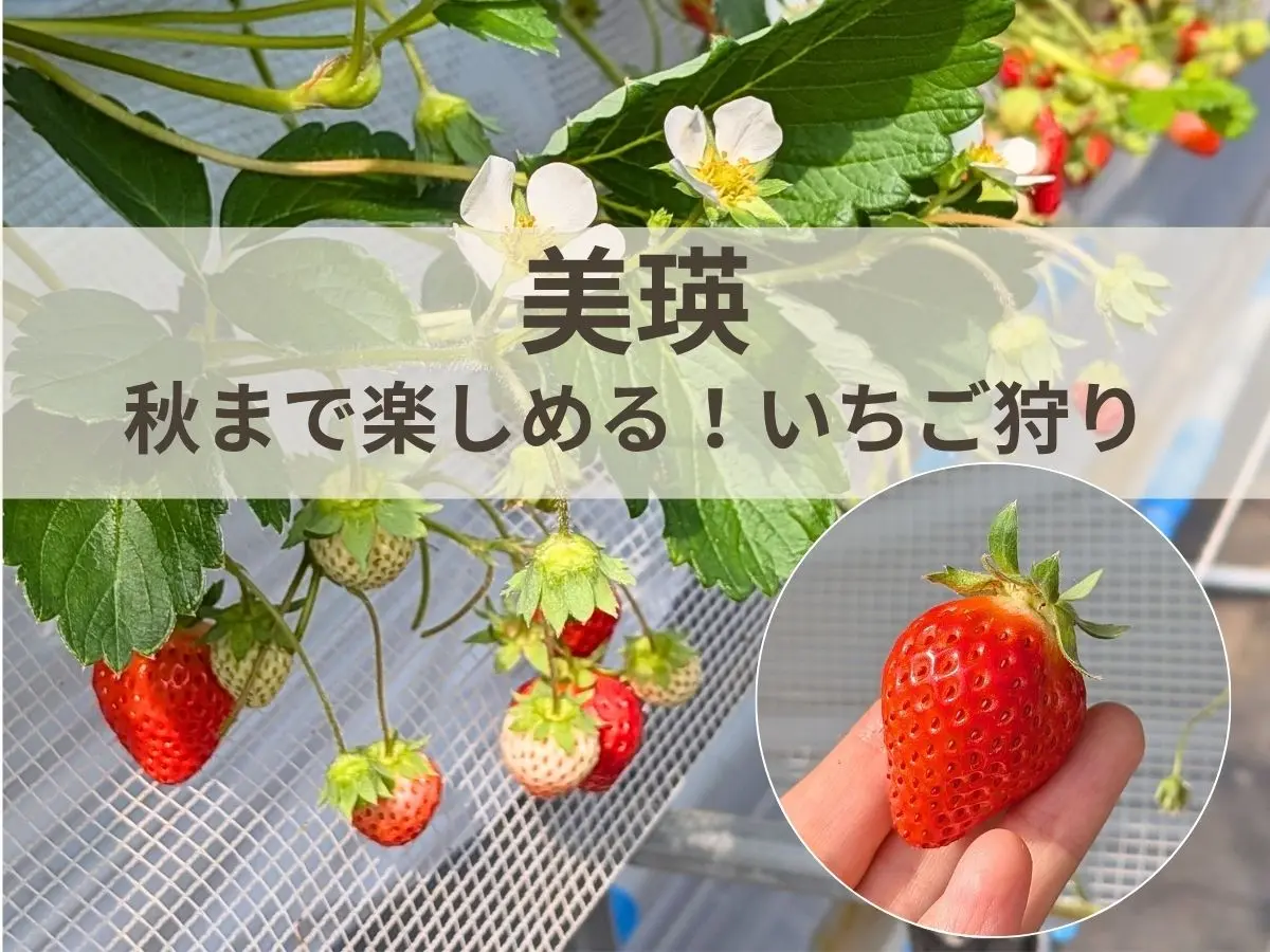 【北海道・美瑛】丸北いちご農園で贈答用の大粒いちごが60分食べ放題!夏から秋まで楽しめるいちご狩り体験