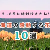 北海道の春を感じる絶景花畑10選！5〜6月に絶対行きたい人気スポット完全ガイド【2025年最新】 | MouLa HOKKAIDO