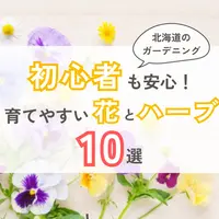 【北海道のガーデニング】初心者も安心！育てやすい花とハーブ10選&育てるコツ