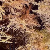 今年も開催！「北大金葉祭」で幻想的なイチョウ並木を楽しもう | MouLa HOKKAIDO