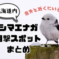 シマエナガは北海道のどこにいる？目撃情報を集めました！ | MouLa HOKKAIDO
