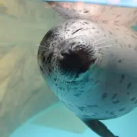旭山動物園2026年の赤ちゃん情報｜ワオキツネザル双子とゴマフアザラシ「きなこ」が誕生・今しか見られない姿にメロメロ | MouLa HOKKAIDO
