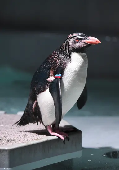 あなたの推しはどのペンギン？AOAO SAPPOROの個性豊かなペンギンの名前を紹介（1羽仲間入りしました） | MouLa HOKKAIDO