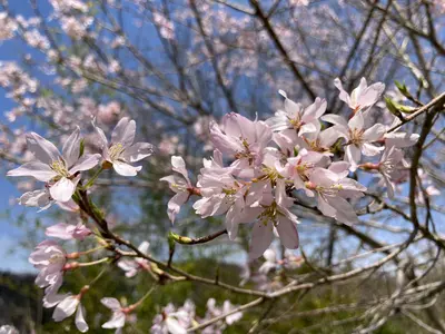 【札幌】誰かに教えたくなる桜スポット３選＋桜ピンクグルメ
