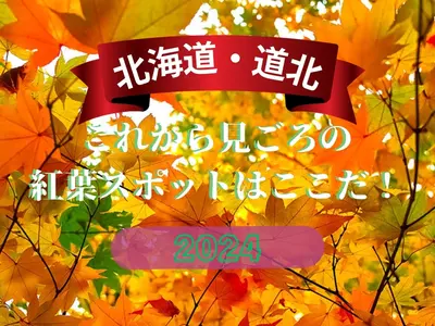 【道北】北海道 これから見ごろの紅葉スポットはここだ！2024