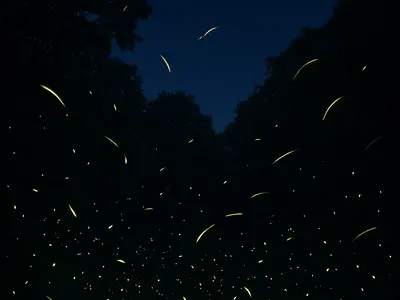 夜を照らす夏の風物詩・ホタルを見られる場所は？