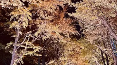 今年も開催！「北大金葉祭」で幻想的なイチョウ並木を楽しもう