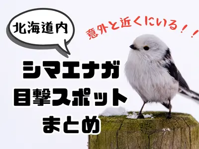 シマエナガは北海道のどこにいる？目撃情報を集めました！