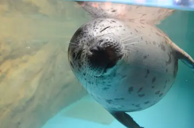 旭山動物園2026年の赤ちゃん情報｜ワオキツネザル双子とゴマフアザラシ「きなこ」が誕生・今しか見られない姿にメロメロ