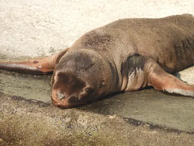 【小樽】おたる水族館2026年夏の最新情報｜7年ぶりのトドの赤ちゃん「大豆」・イルカスプラッシュ・夜の水族館