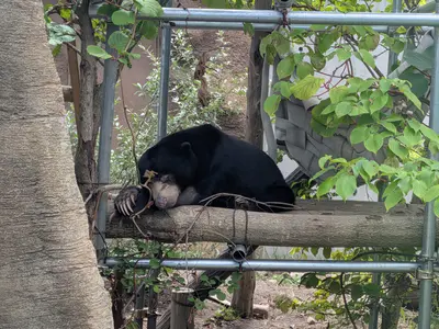 札幌・円山動物園2026年夏の注目動物｜フンボルトペンギン・エゾユキウサギ・マレーグマの見どころまとめ