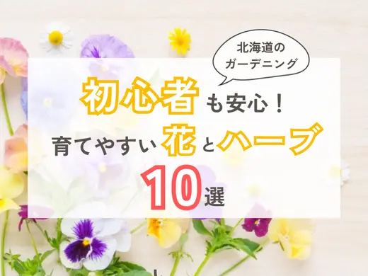【北海道のガーデニング】初心者も安心！育てやすい花とハーブ10選&育てるコツ