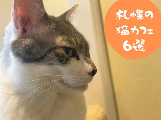 【札幌】おすすめ猫カフェ６選！かわいい猫とのふれあいで癒されたい人必見