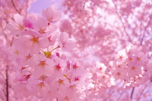 【季節ドライブ2024】札幌・小樽の桜巡りと観光