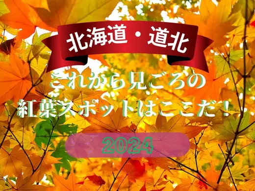【道北】北海道 これから見ごろの紅葉スポットはここだ！2024