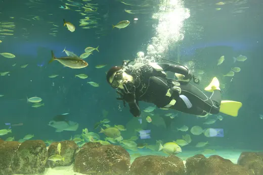 街の中で生き物たちを間近で見られる　新さっぽろサンピアザ水族館に行こう！