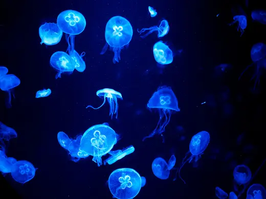 【札幌】都市型水族館「AOAO SAPPORO」完全ガイド - ペンギン2種類と絶景スポット紹介