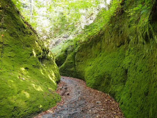 【道央】まるでジブリ！苔の回廊・六花文庫・黒い池｜知る人ぞ知る穴場観光スポット3選！