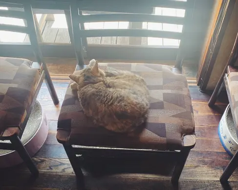 猫好きさん必見！札幌で猫に会えるとっておきのお店3選