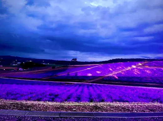 【上富良野】ラベンダーフェスタでしか見られない幻想夜景