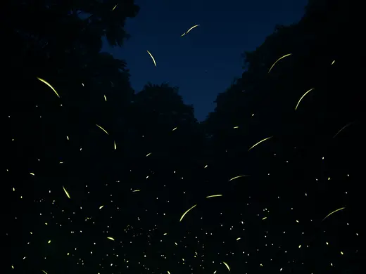 夜を照らす夏の風物詩・ホタルを見られる場所は？