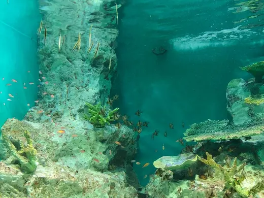 暑い夏に涼景を！北海道の魅力的な水族館