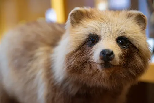 おびひろ動物園2026年初夏の最新情報｜人気者エゾタヌキが新獣舎に引っ越し、マンドリルカップルの仲睦まじい姿も