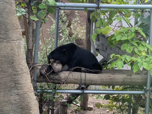 札幌・円山動物園2026年夏の注目動物｜フンボルトペンギン・エゾユキウサギ・マレーグマの見どころまとめ