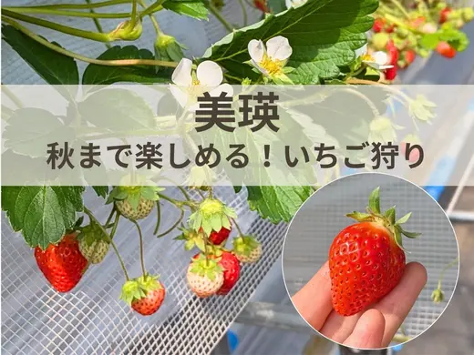 【北海道・美瑛】丸北いちご農園で贈答用の大粒いちごが60分食べ放題！夏から秋まで楽しめるいちご狩り体験