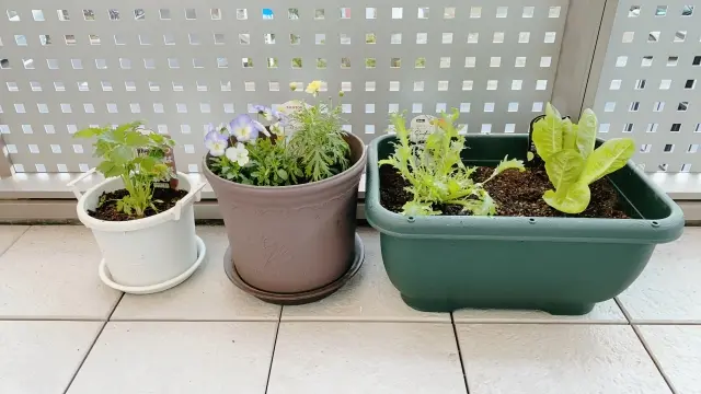 プランター栽培