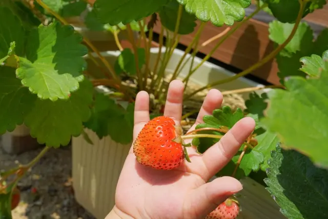プランターに実ったいちごをもつ子どもの手