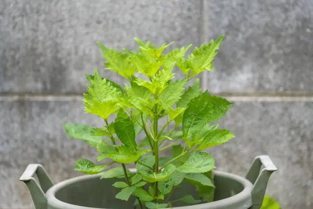 しそ