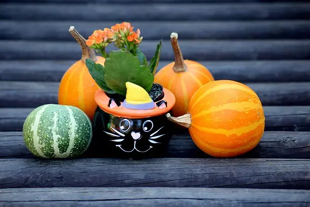 黒猫とカボチャのハロウィン飾り